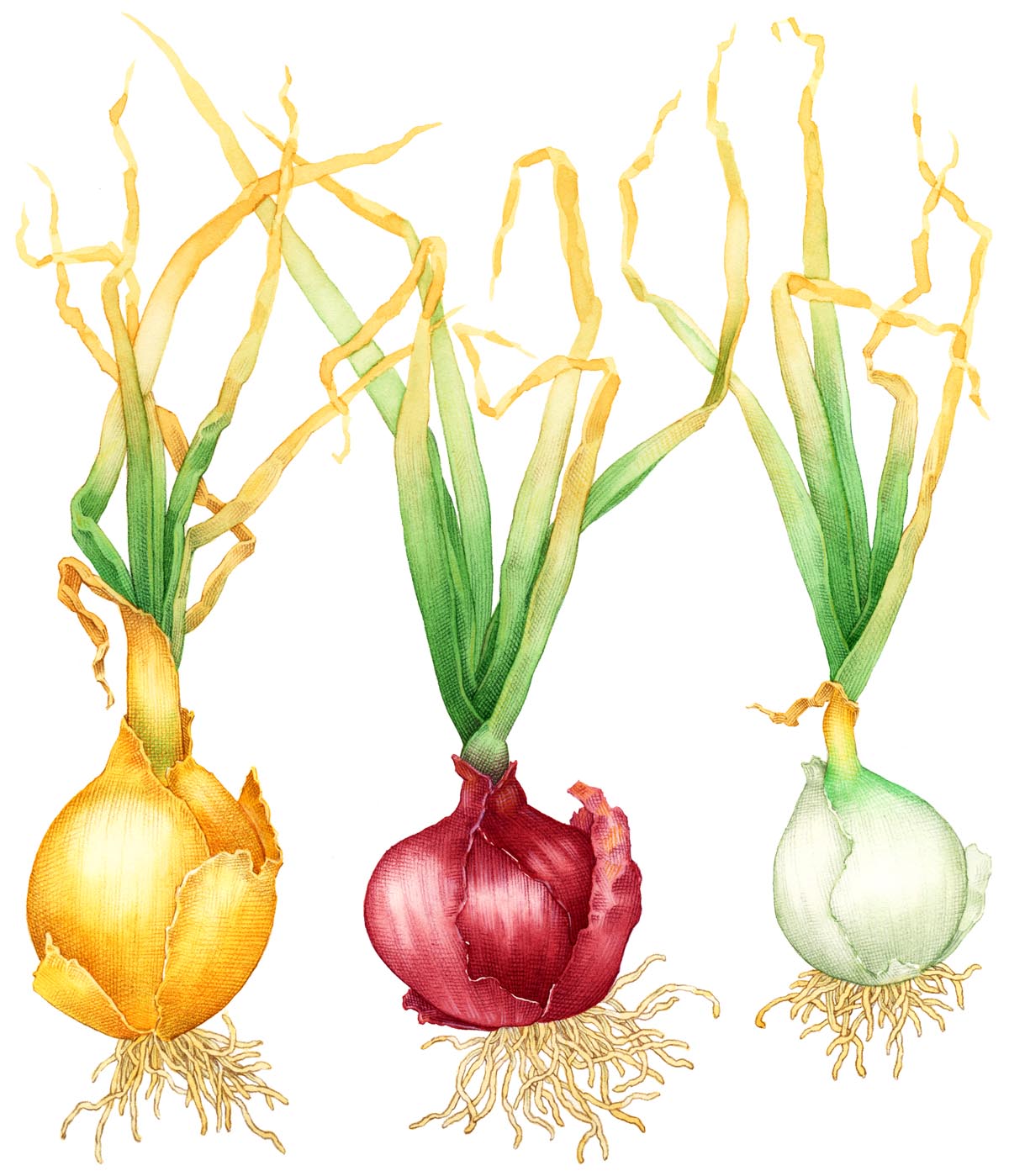 Onions(colour)