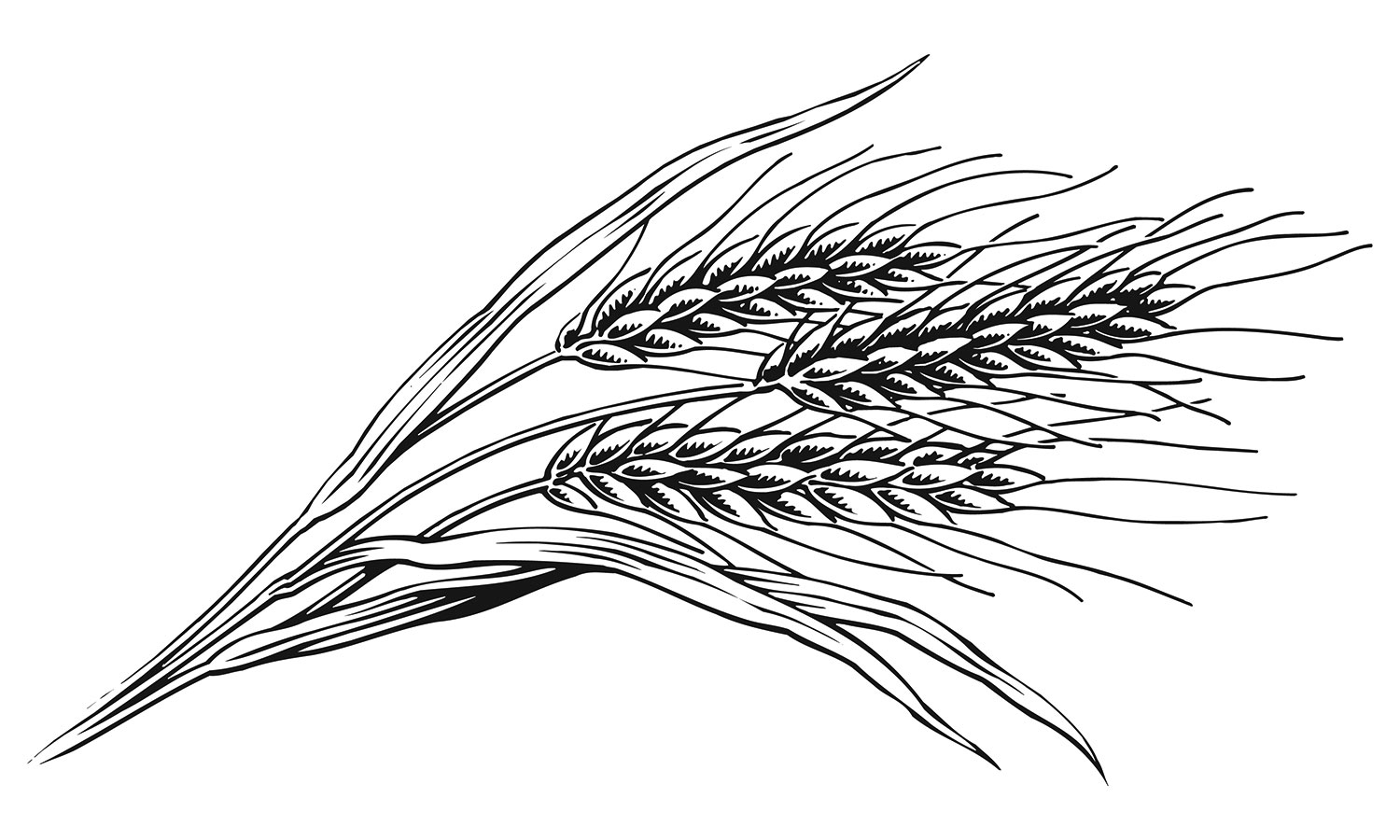wheat stalks drawing