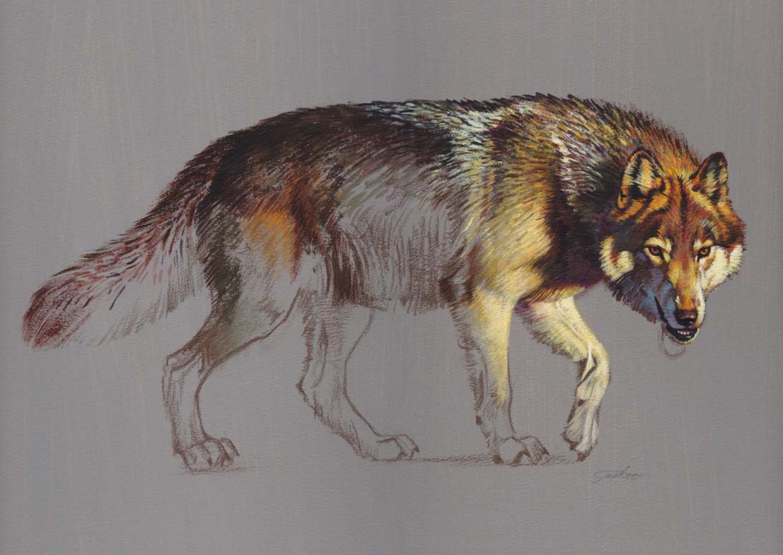 graywolf