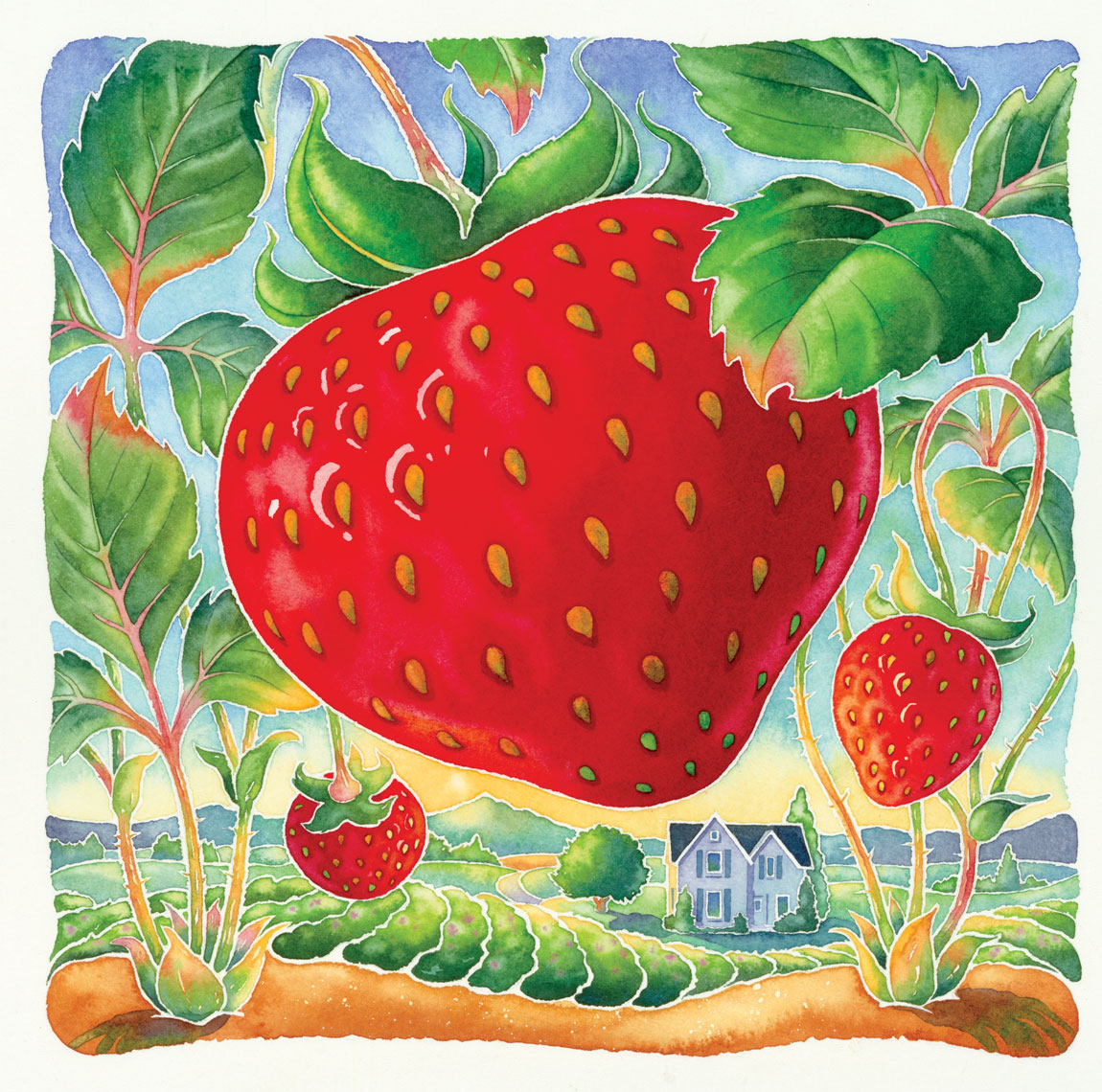 Bill Reynolds Illustration of  ripe strawberries in the field. 